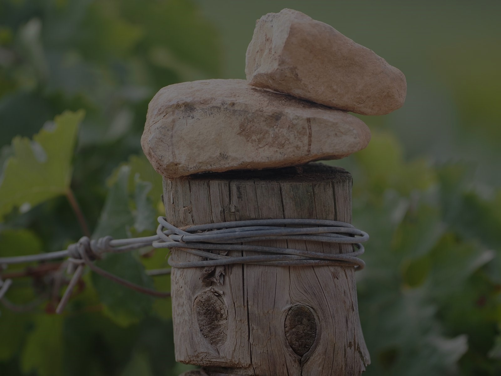 Biodiversidad y respeto por la naturalezaVolver a la viticultura y el trabajo en viña que se había practicado desde hace siglos, basándonos en el profundo conocimiento de la naturaleza y en la pasión por la fruta.