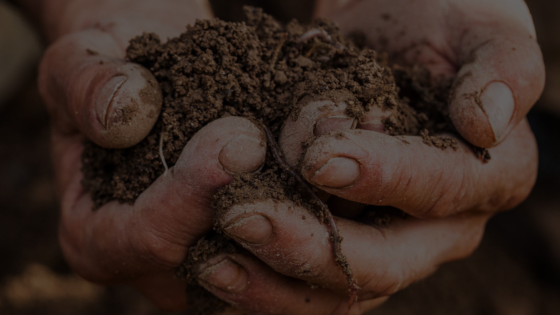 Volver al origenEntendemos la finca como un organismo vivo, y aprovechamos todos los recursos que nos ofrecen los animales, nuestro bosque y las flores y plantas para a través de la biodinámica profundizar y mejorar la vida de las viñas.