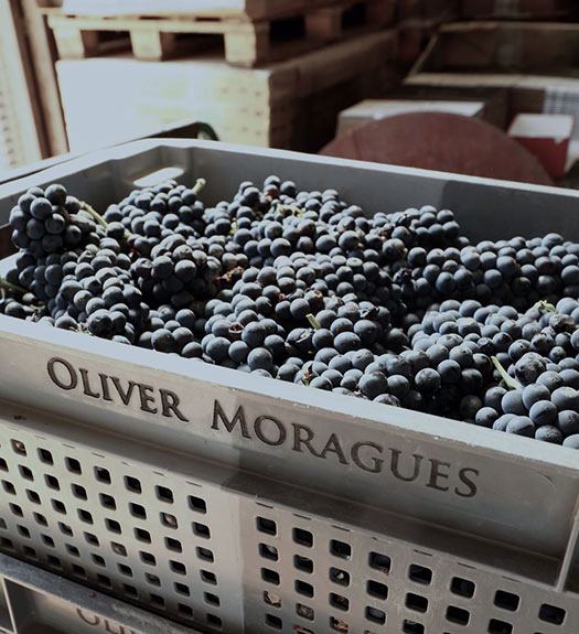 Oliver Moragues - Grand House & Wineyard Since 1511