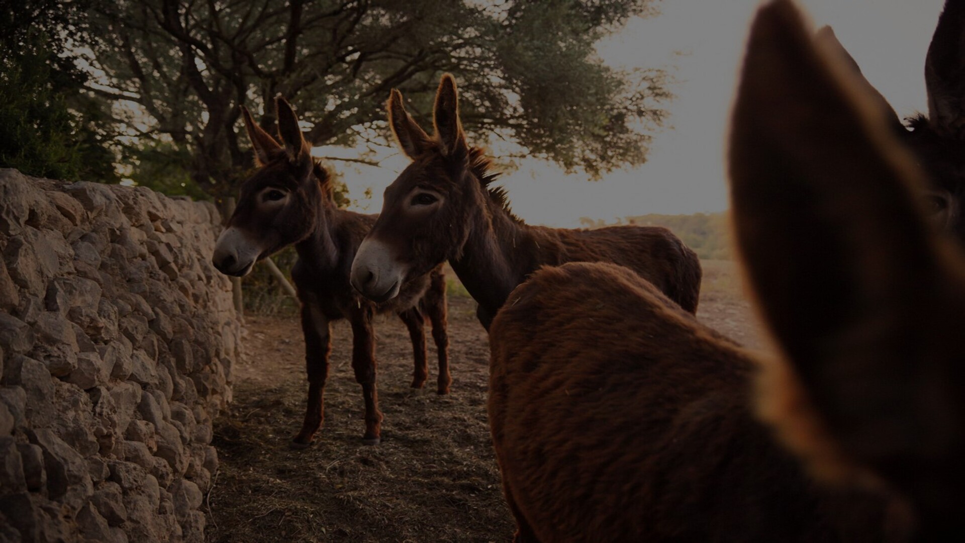 Volver al origenEntendemos la finca como un organismo vivo, y aprovechamos todos los recursos que nos ofrecen los animales, nuestro bosque y las flores y plantas para a través de la biodinámica profundizar y mejorar la vida de las viñas.