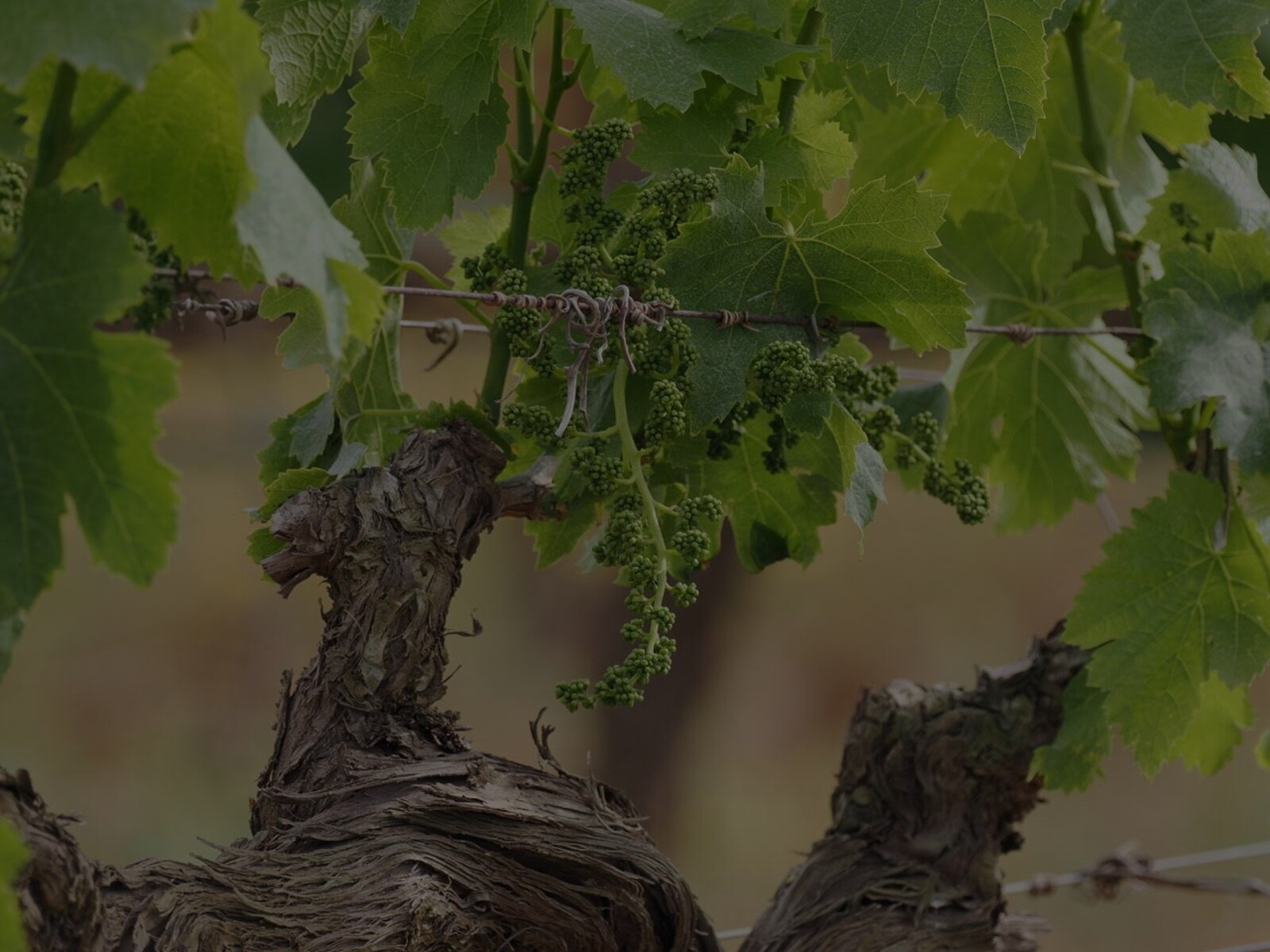 Biodiversidad y respeto por la naturalezaVolver a la viticultura y el trabajo en viña que se había practicado desde hace siglos, basándonos en el profundo conocimiento de la naturaleza y en la pasión por la fruta.