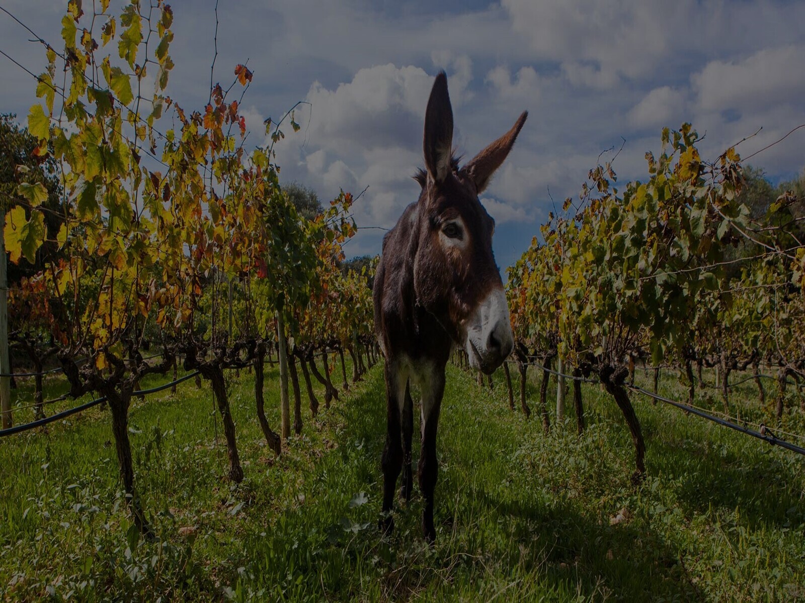 Biodiversitat i respecte per la naturalesaTornar a la viticultura i el treball en vinya que s'havia practicat des de fa segles, basant-nos en el profund coneixement de la naturalesa i en la passió per la fruita