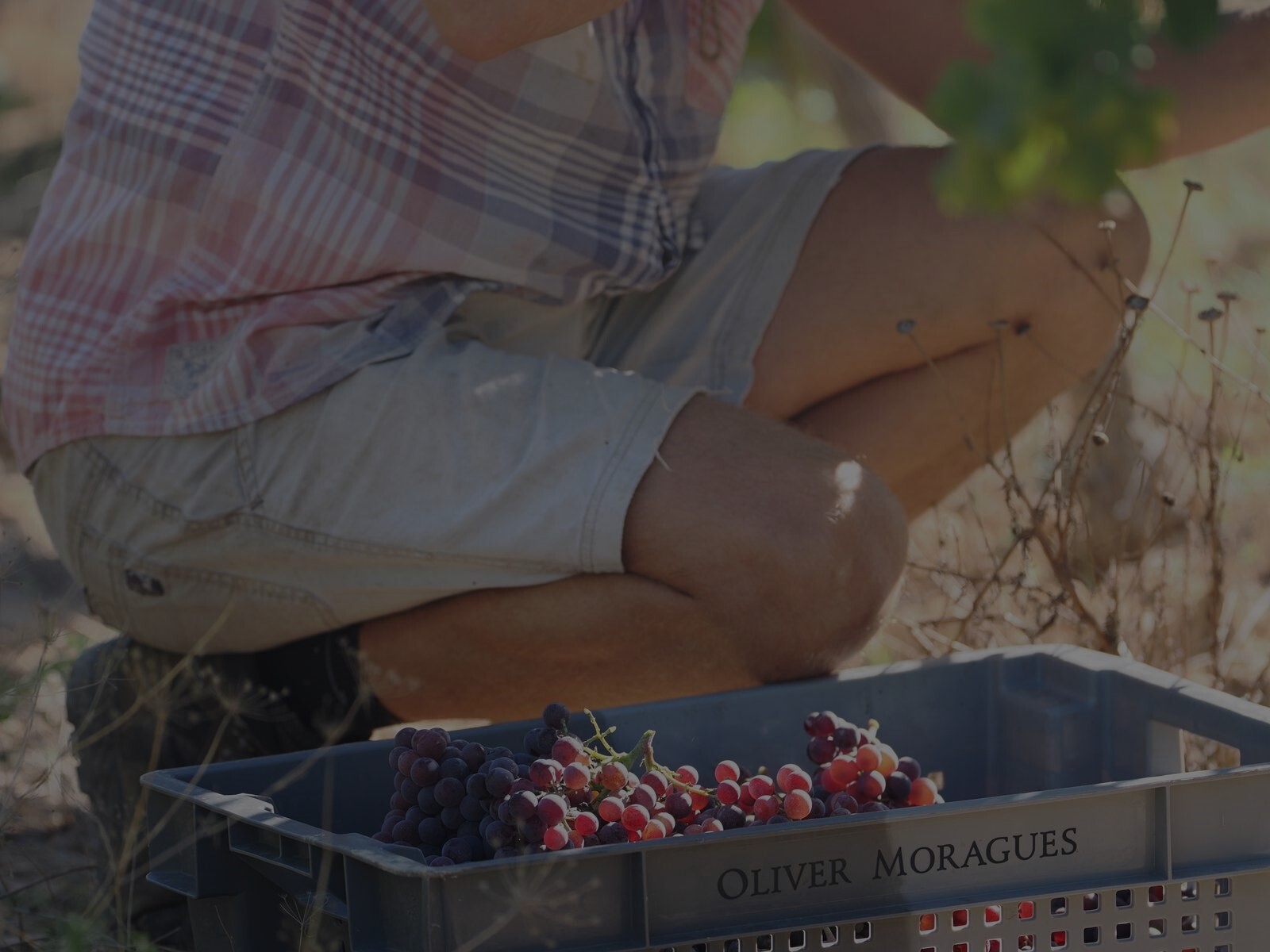 Biodiversitat i respecte per la naturalesaTornar a la viticultura i el treball en vinya que s'havia practicat des de fa segles, basant-nos en el profund coneixement de la naturalesa i en la passió per la fruita