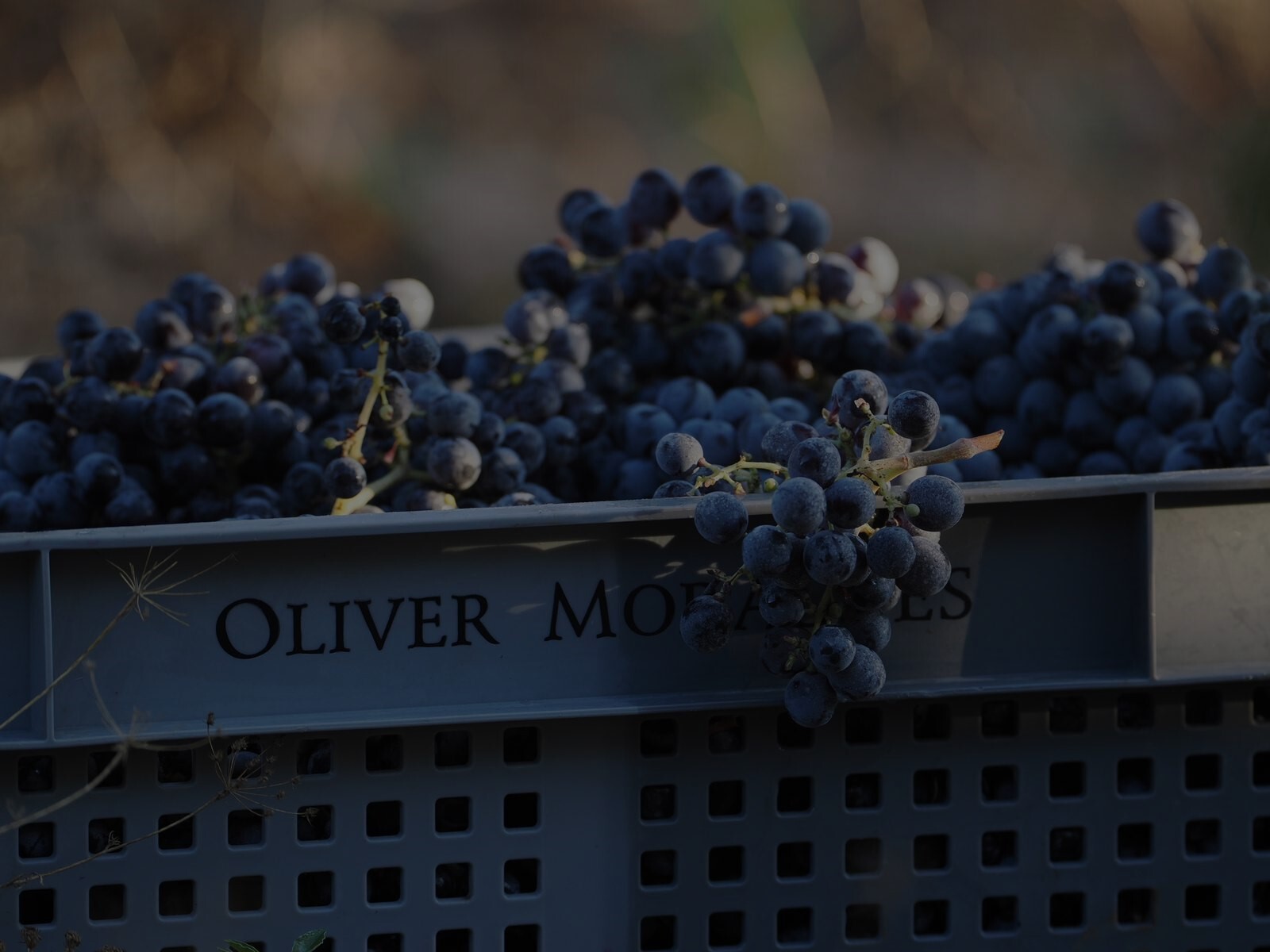 Biodiversity and respect for natureReturn to the viticulture and vineyard work that has been practised for centuries, based on a deep knowledge of nature and a passion for fruit.