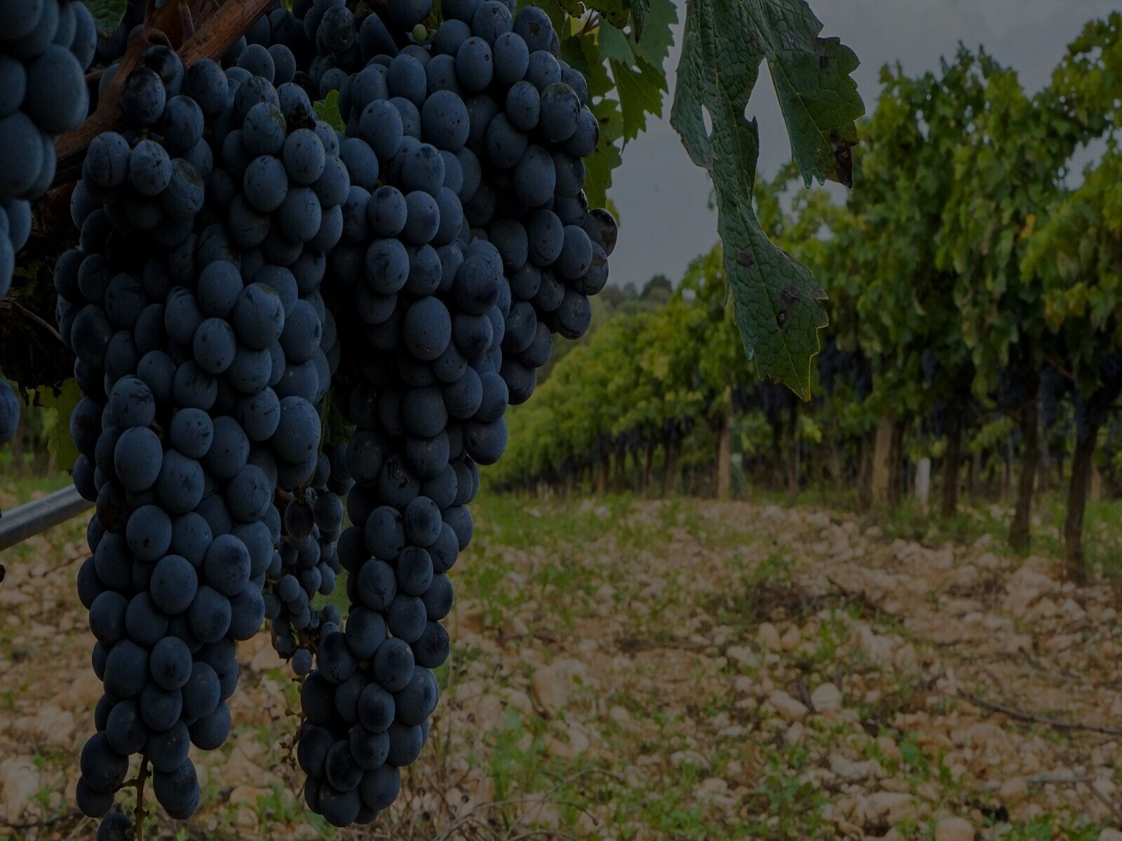 Biologische vielfalt und achtung der naturRückkehr zum Weinbau und zur Weinbergsarbeit, wie sie seit Jahrhunderten praktiziert werden, basierend auf einer tiefen Kenntnis der Natur und einer Leidenschaft für die Früchte.