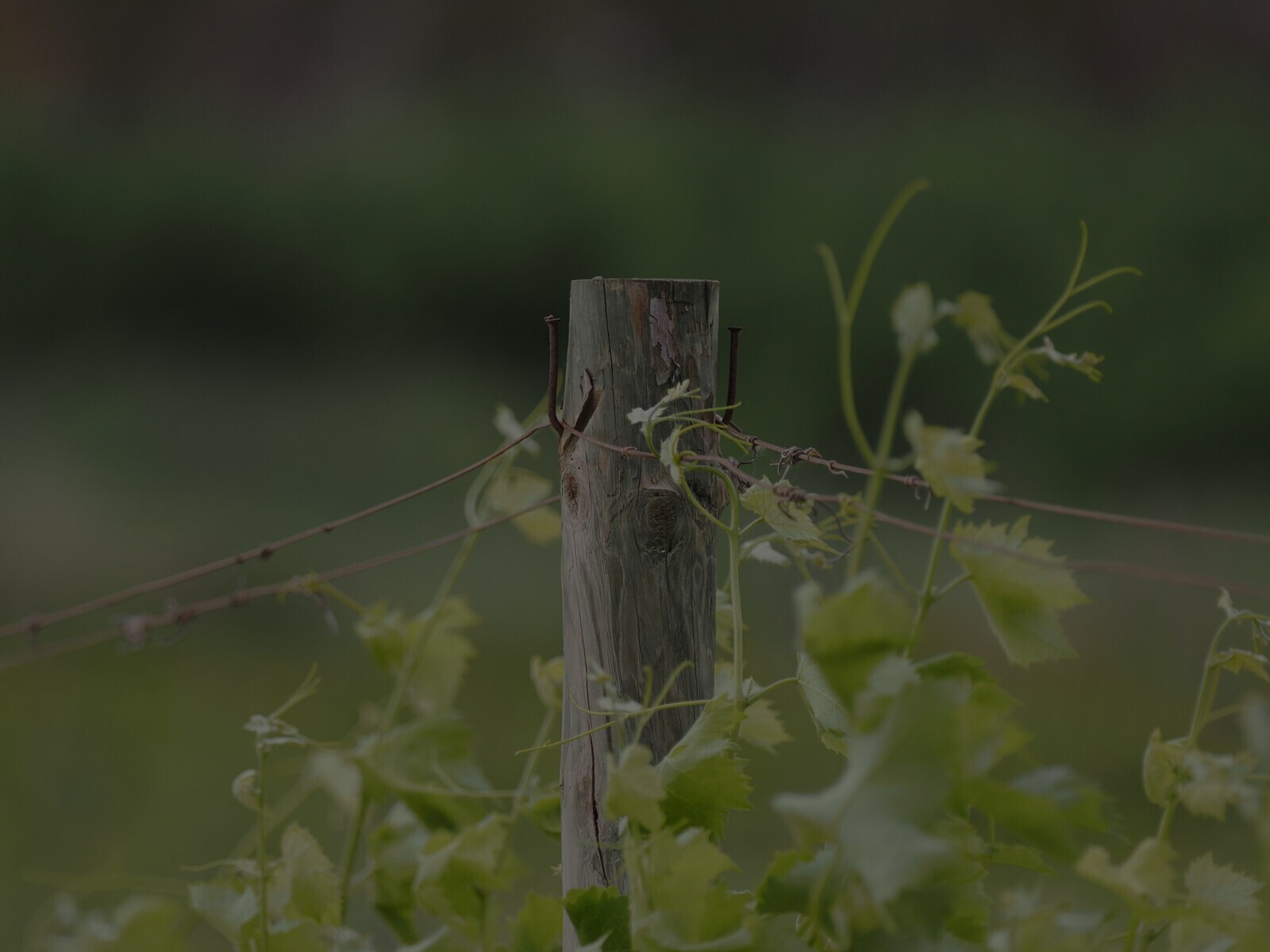 Biodiversitat i respecte per la naturalesaTornar a la viticultura i el treball en vinya que s'havia practicat des de fa segles, basant-nos en el profund coneixement de la naturalesa i en la passió per la fruita