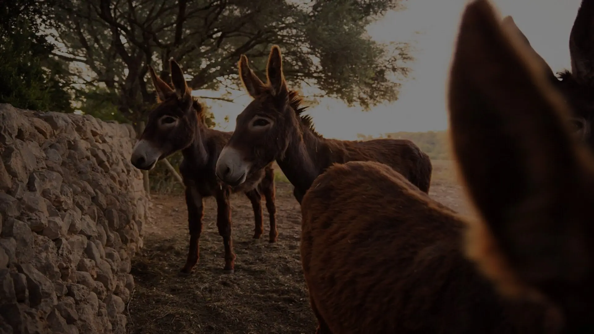 Tornar a l'origenEntenem la finca com un organisme viu, i aprofitem tots els recursos que ens ofereixen els animals, el nostre bosc i les flors i plantes per a a través de la biodinàmica aprofundir i millorar la vida de les vinyes.