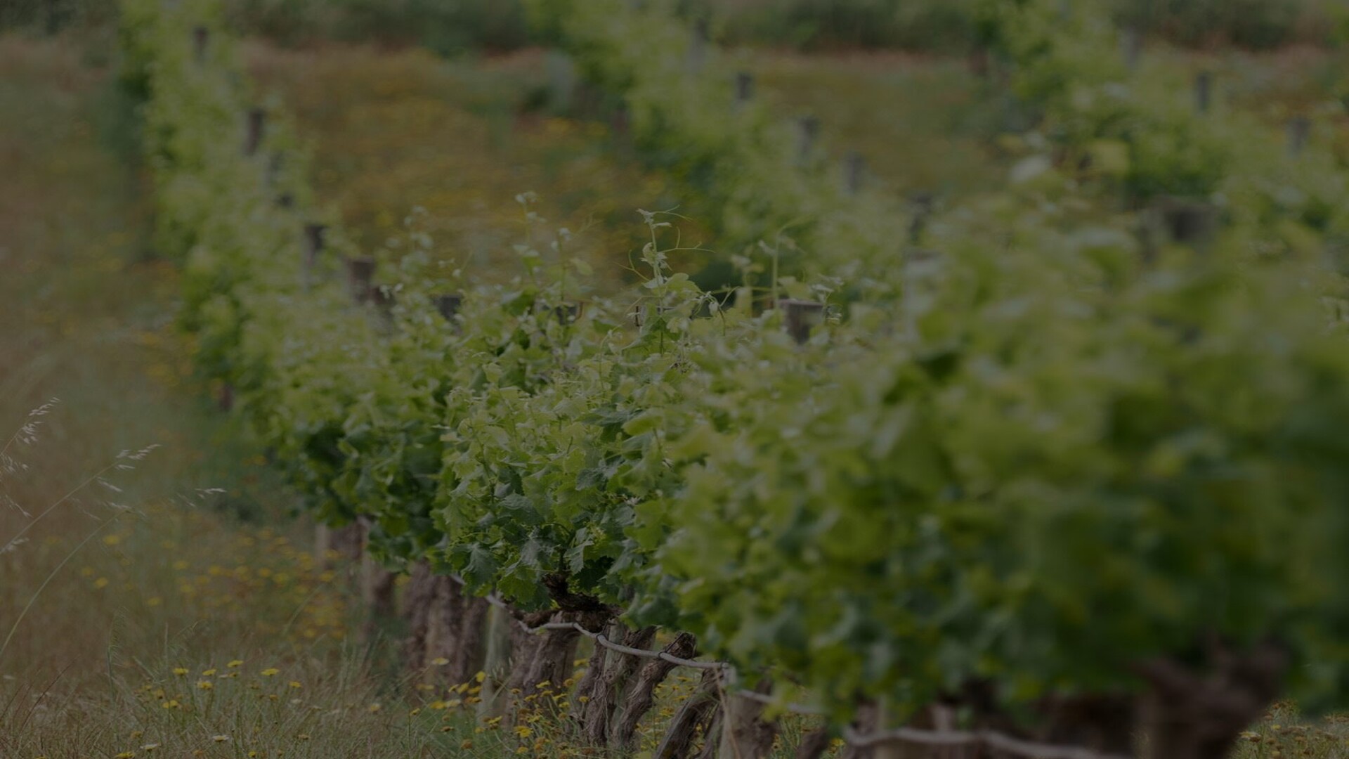 Tornar a l'origenEntenem la finca com un organisme viu, i aprofitem tots els recursos que ens ofereixen els animals, el nostre bosc i les flors i plantes per a a través de la biodinàmica aprofundir i millorar la vida de les vinyes.